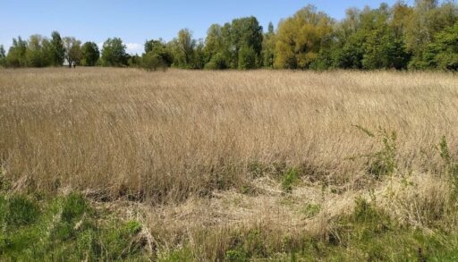 За сжигание травы тюменцы могут заплатить 15 тысяч рублей