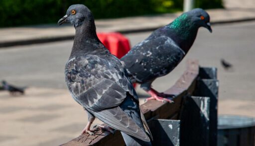 В Тюмени с каждым годом становится все больше голубей