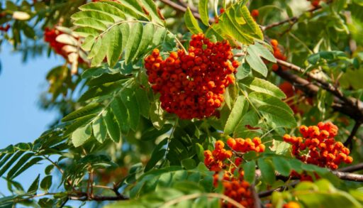 Во вторник в Тюмени резко похолодает