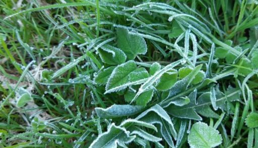 В Тюменскую область идут первые заморозки