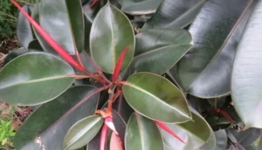 В тюменском аэропорту задержали фикус