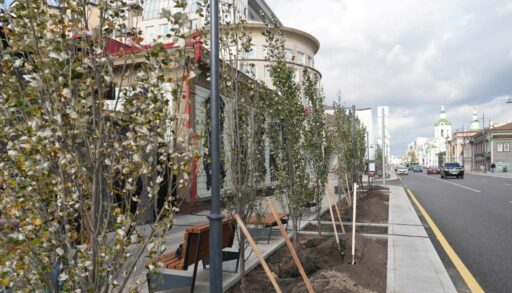 На обновленном участке ул. Ленина в Тюмени высадили 32 тополя