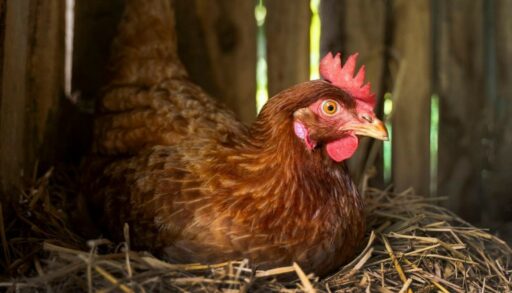 курица на гнезде