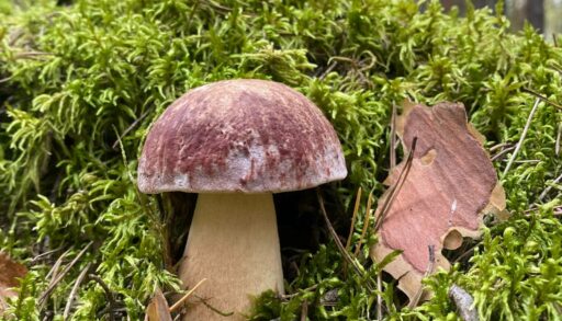 Тюменцам напомнили о правилах сбора грибов