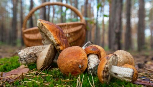 Природа лес грибы корзина лукошко