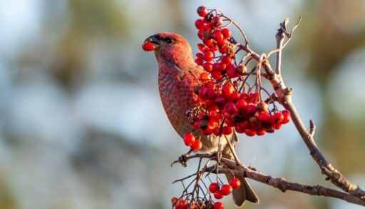 Птица клюет ягоды рябины