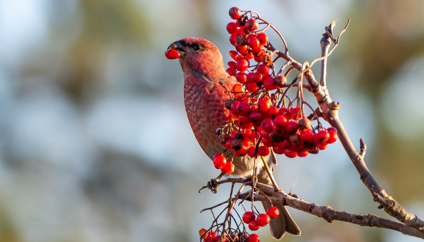Мороз или слякоть: на 100% определяем наступающую зиму по одной народной примете