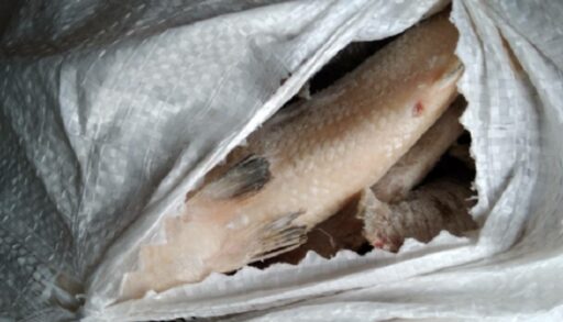 У пассажиров в тюменском аэропорту изъяли почти 231 кг продуктов