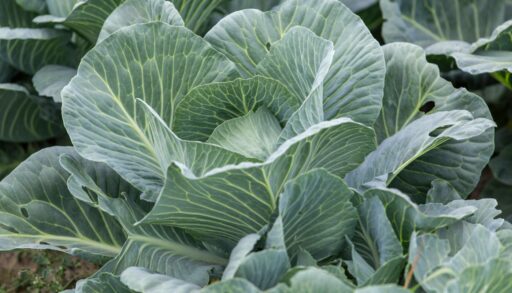 Более 45,5 тысяч тонн овощей собрали в Тюменской области