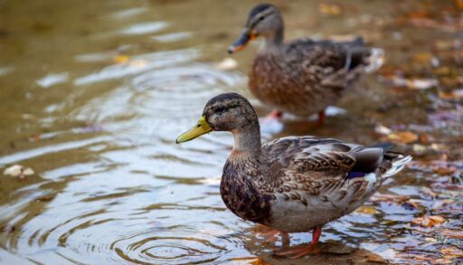 Возле озера под Тюменью неизвестные устроили свалку
