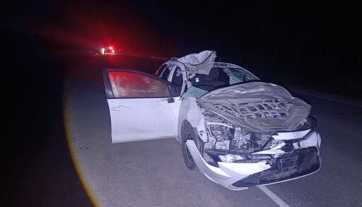 Лось погиб, водитель - в больнице: жесткое ДТП на тюменской трассе