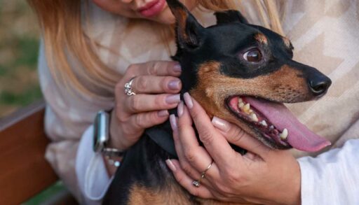 В Тюменской области из оборота изымают ветеринарный препарат