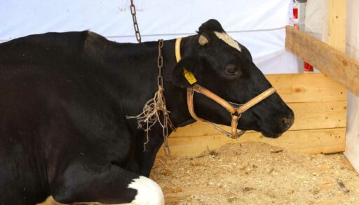 В Тюменской области выявили нарушение правил убоя инфицированной коровы