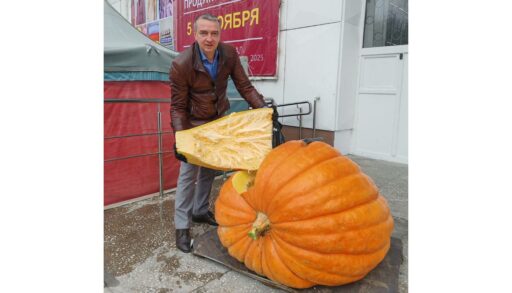 Тюменец вырастил тыкву-гигант весом 240 кг