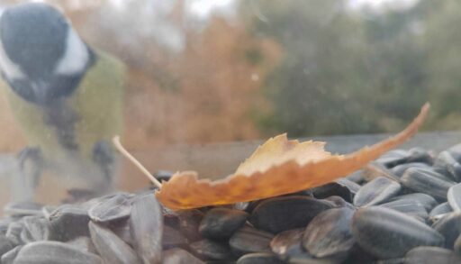 В Тюмени 29 октября будет пасмурно