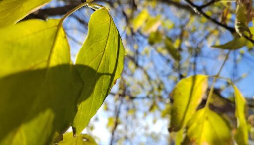 В Тюмени завтра будет тепло и пасмурно