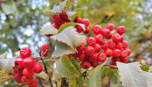 В пятницу в Тюмени потеплеет до +7 градусов