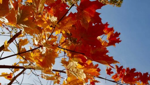 В Тюмень идет вторая волна "бабьего лета"