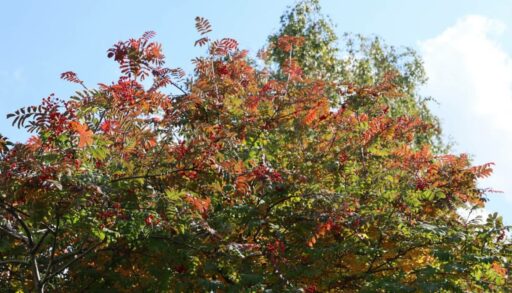 Вторник в Тюмени будет солнечным и теплым