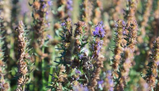 Выходные в Тюмени выдадутся теплыми