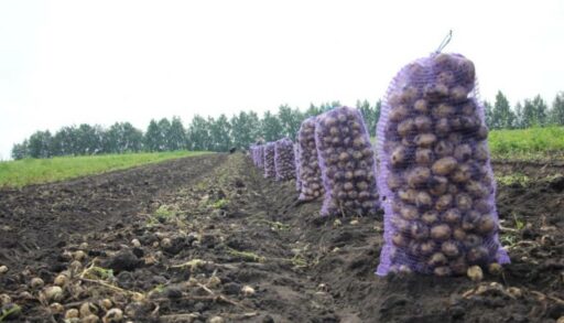 В Тюменской области собрали почти 200 тысяч тонн картофеля