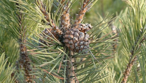 На тюменской границе пресекли вывоз более 1 тысячи ёлок