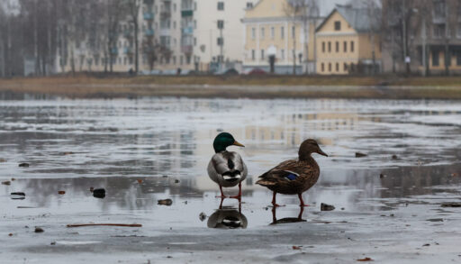 Тюменцев предупреждают об опасностях на тонком льду