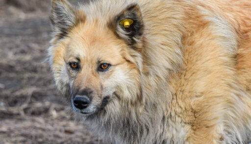 В тюменской деревне введен карантин по бешенству