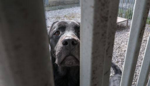 В Тобольске на ребенка напала собака