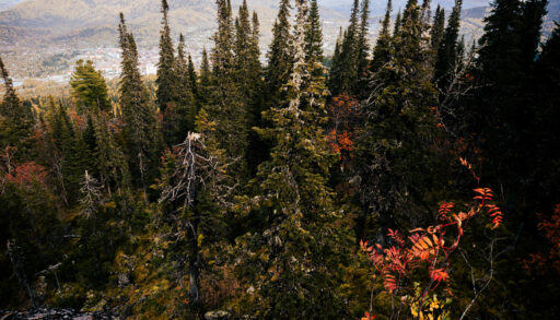 Три версии исчезновения тел семьи Усольцевых в красноярской тайге