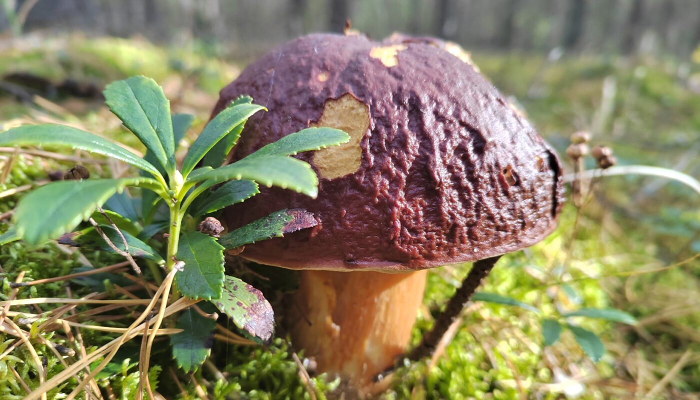 В этом году в тюменских лесах потерялись 25 грибников