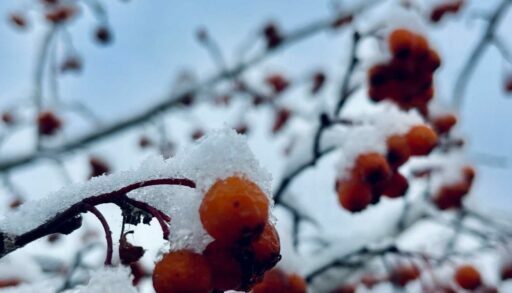 Тюменцы делятся в соцсетях фотографиями первого снега