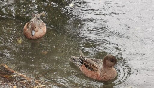 Тюменцам напомнили, как правильно кормить водоплавающих птиц