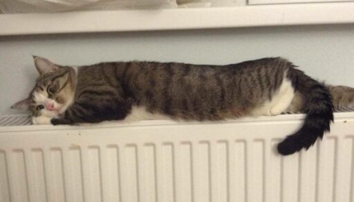 Тюмени официально выдали паспорт готовности к зиме