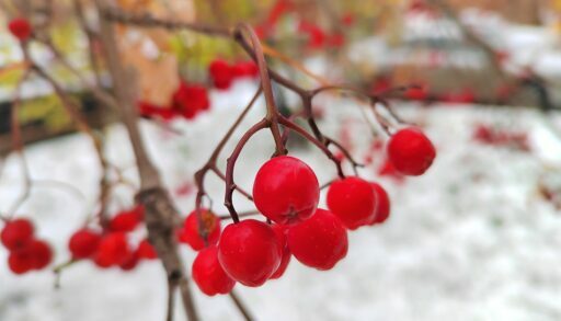 В Тюмени на предстоящей неделе обещают до -12 градусов