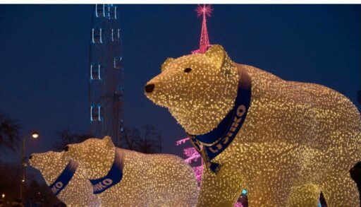 Белых медведей привезут в Тюмень 27 ноября