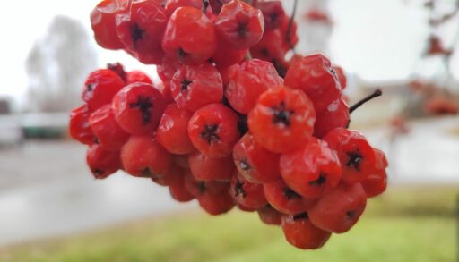В четверг в Тюмени вновь ожидается похолодание
