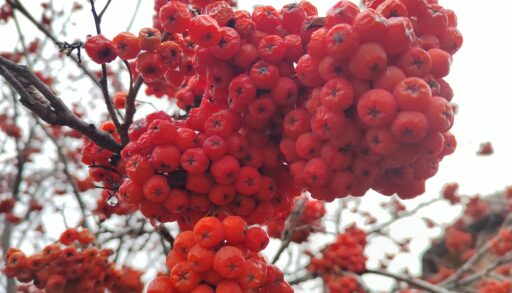 В четверг в Тюмени облачно и до -4