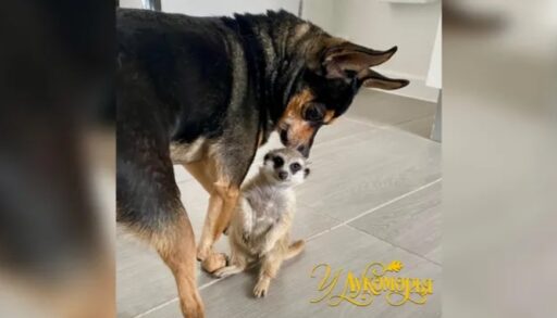 В тюменском центре реабилитации животных собака выкормила недоношенного суриката