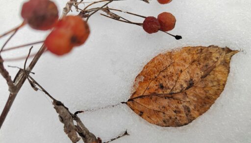 В первую неделю декабря в Тюмень придут первые настоящие морозы