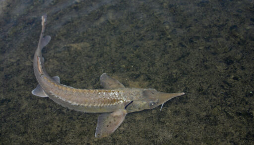 Краснокнижная рыба обошлась тюменцу в полмиллиона рублей