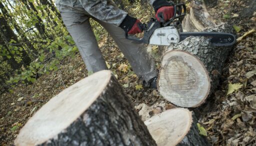 Тюменец срубил деревьев на 115 тысяч рублей