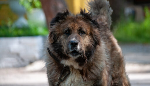 В тюменском селе алабай напал на пожилую женщину