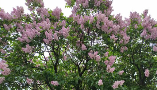 Дореволюционный фонтан и сирень: как преобразится площадь Борцов Революции в Тюмени