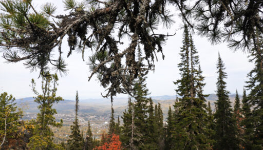 Этнограф расшифровала скрытый смысл в последнем видео пропавшей в тайге Усольцевой